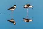 USA, New Mexico. Black-necked stilts in water. Art Print